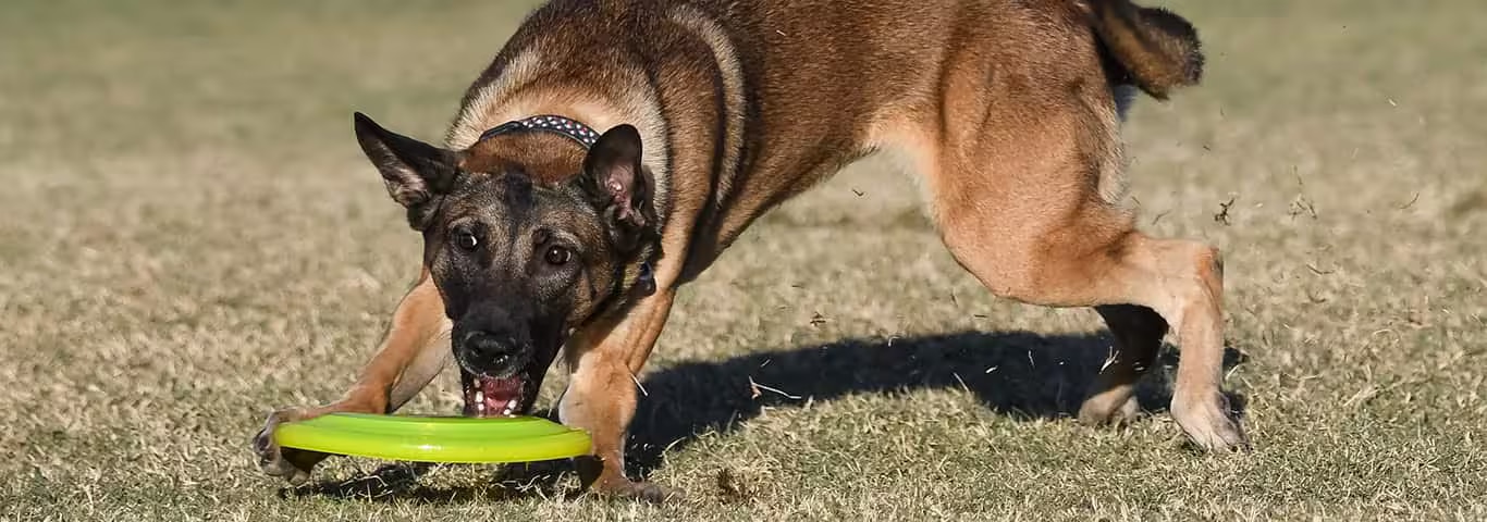 Foto de um cão belga malinois