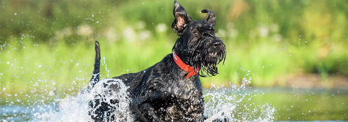 Foto de um cão Schnauzer Gigante