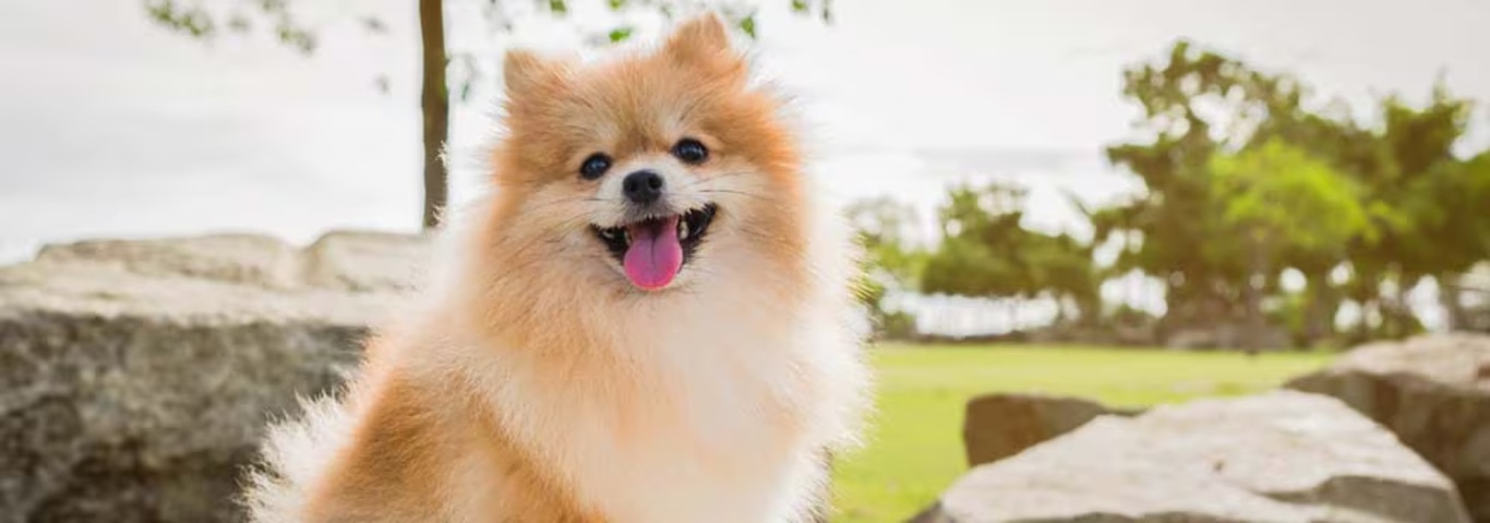 Foto de um cão da Pomerânia