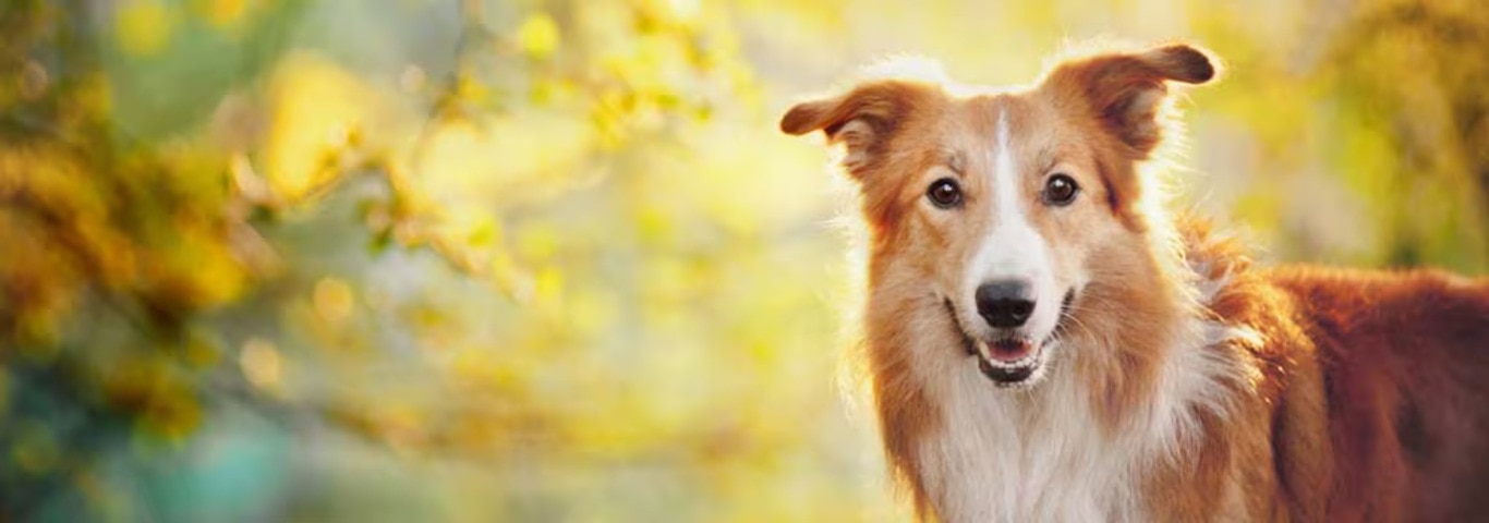 Foto de um cachorro Border Collie