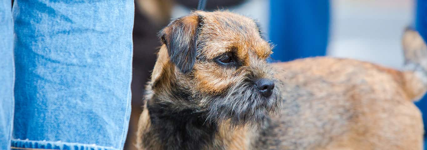 Foto de um cão Border Terrier