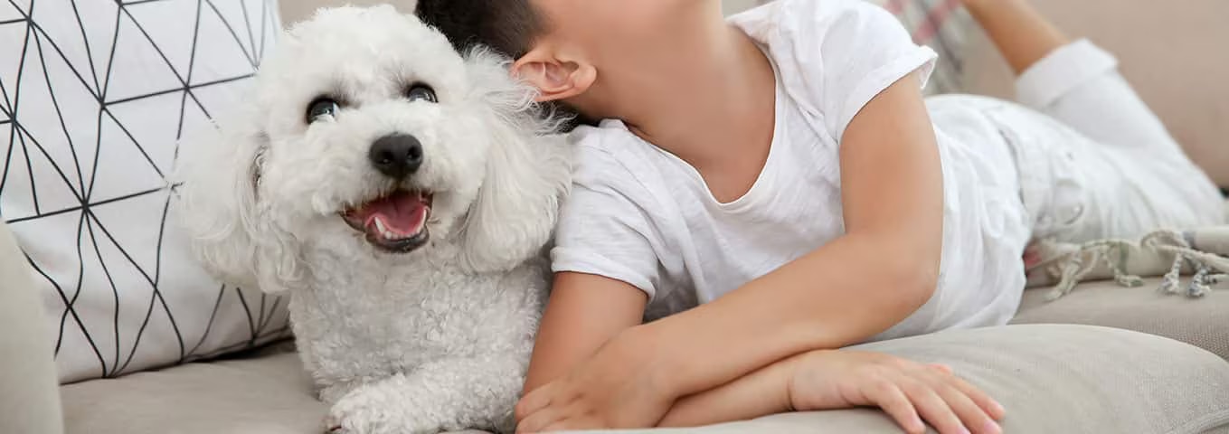 Foto de um cão Bichon Frise
