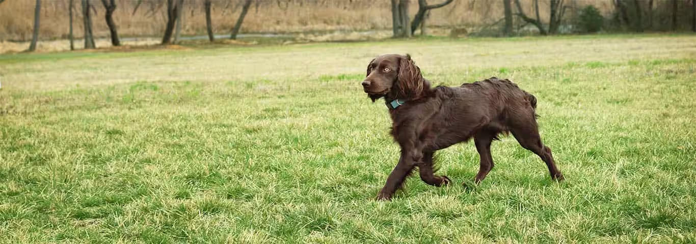 Foto de um cão Boykin Spaniel