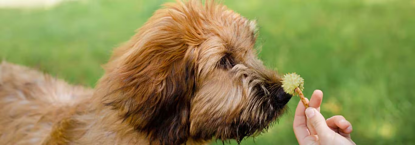 Foto de um cão Briard