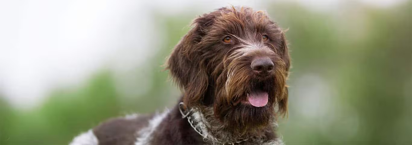 Foto de um cão pointer alemão de pelo duro