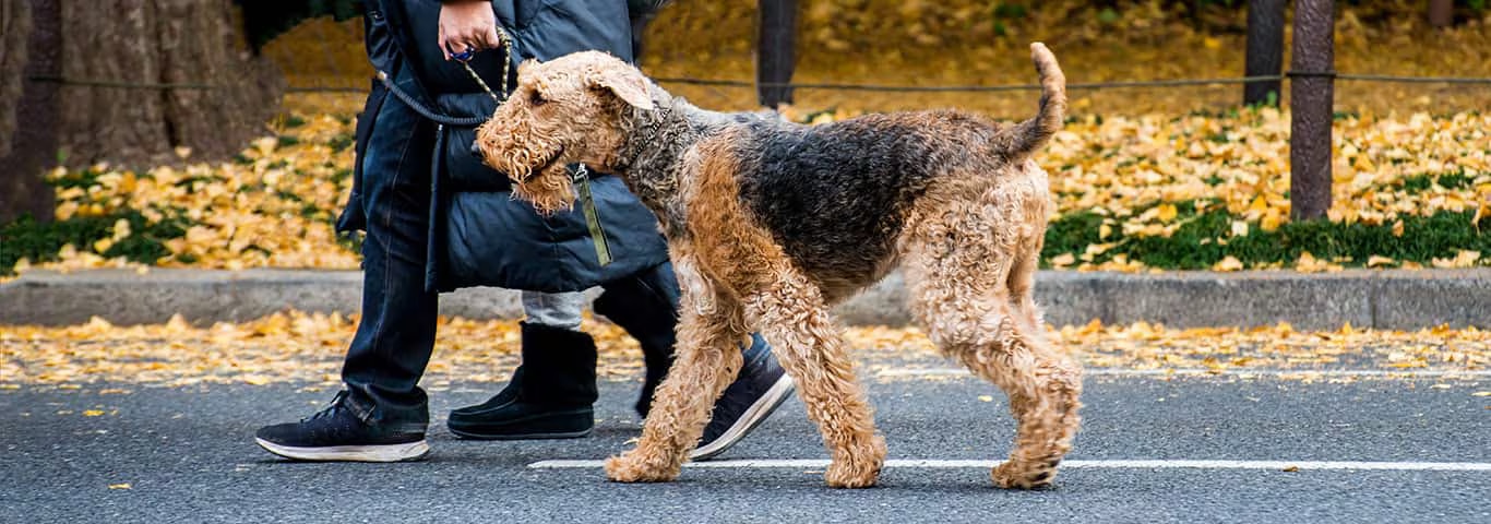 Foto de um cão Airedale Terrier