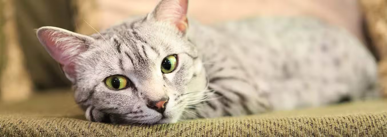 Foto de um gato Mau Egípcio