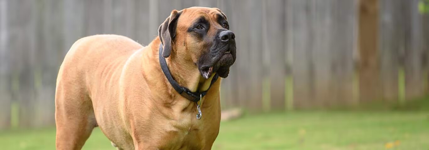Foto de um cão Mastiff