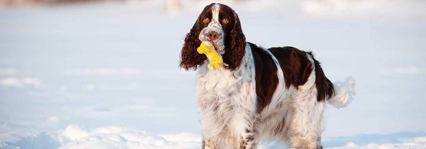 Foto de um cão Springer Spaniel Inglês