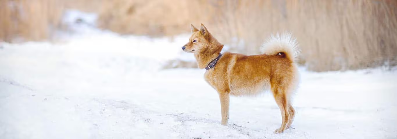 Foto de um cão Spitz Finlandês