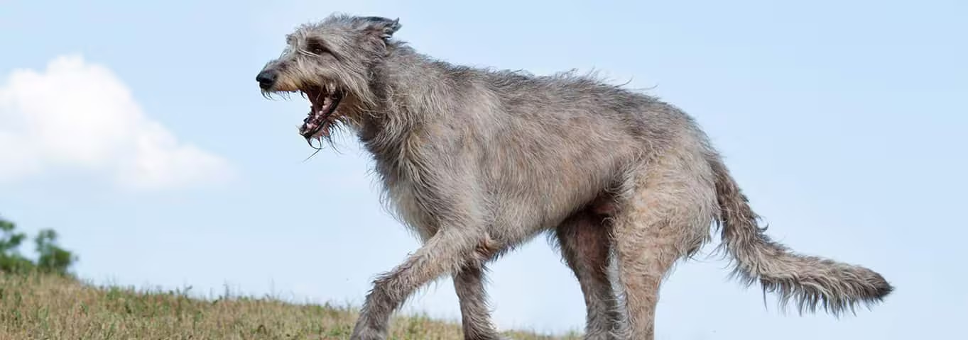 Foto de um cão Wolfhound Irlandês