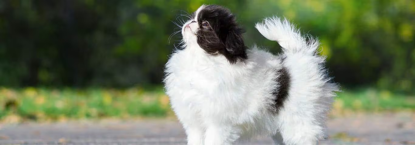 Foto de um cão queixo japonês