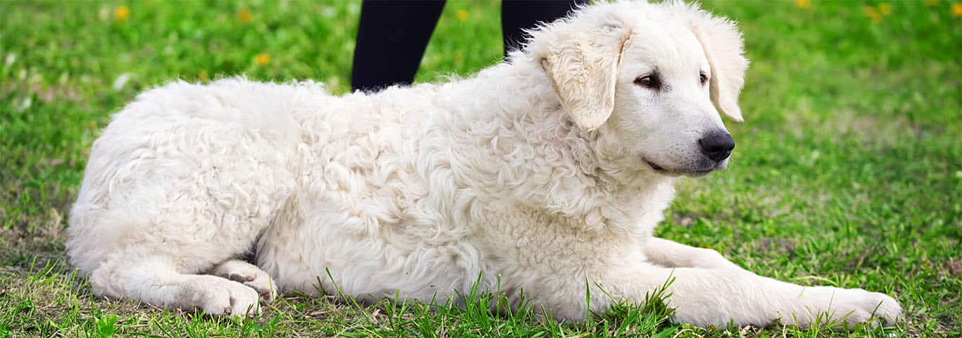 Foto de um cão Kuvasz