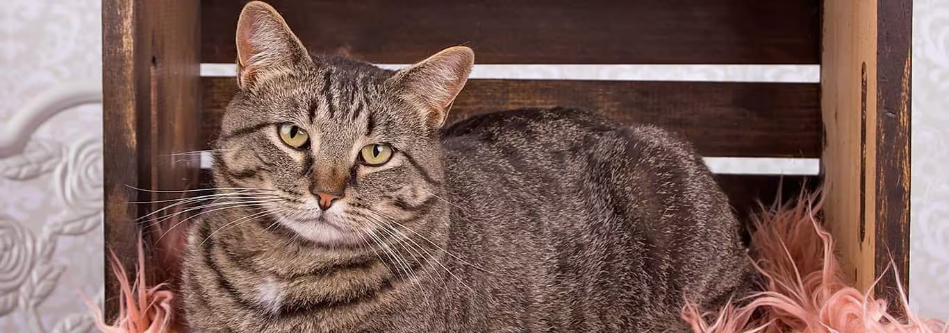 Foto de um gato Manx