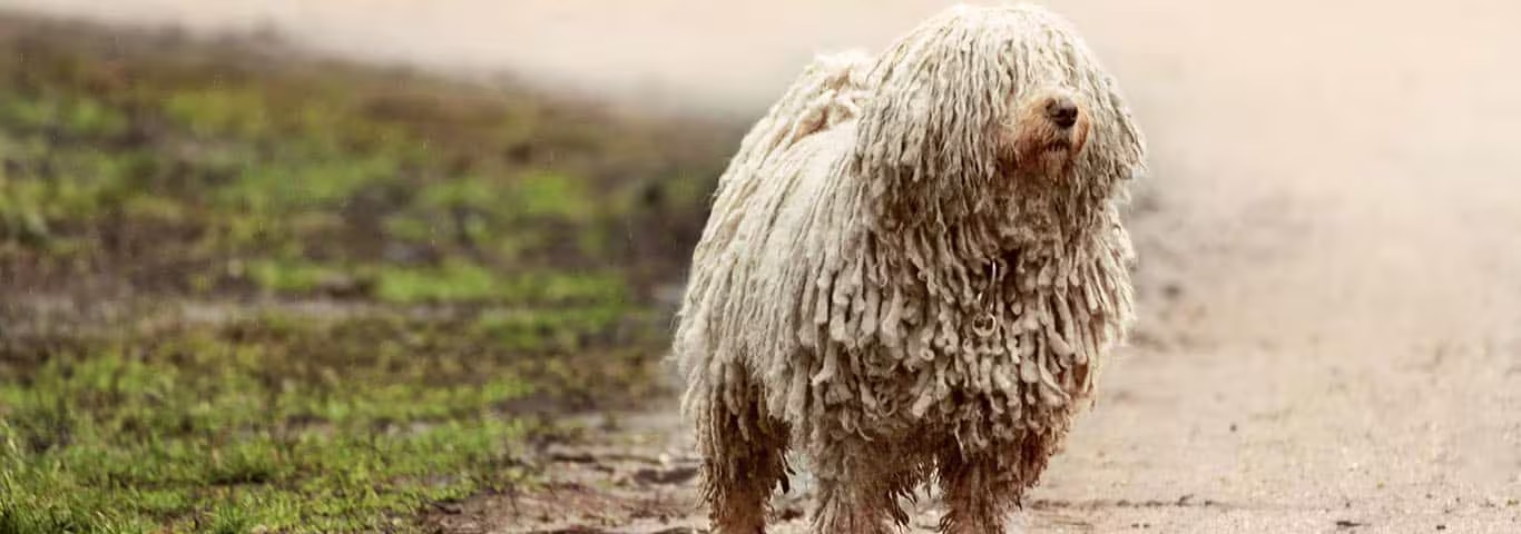 Foto de um cão Puli