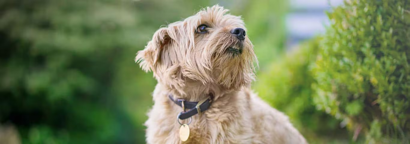 Foto de um cão Norfolk Terrier