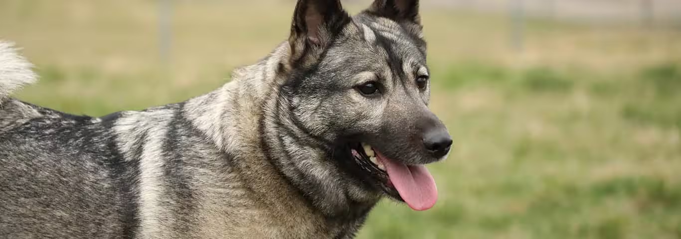 Foto de um cão Elkhound norueguês