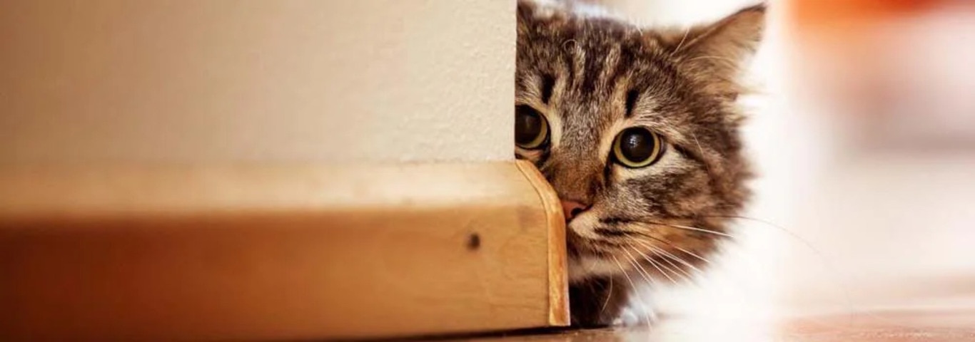 Foto de um gato da floresta norueguesa