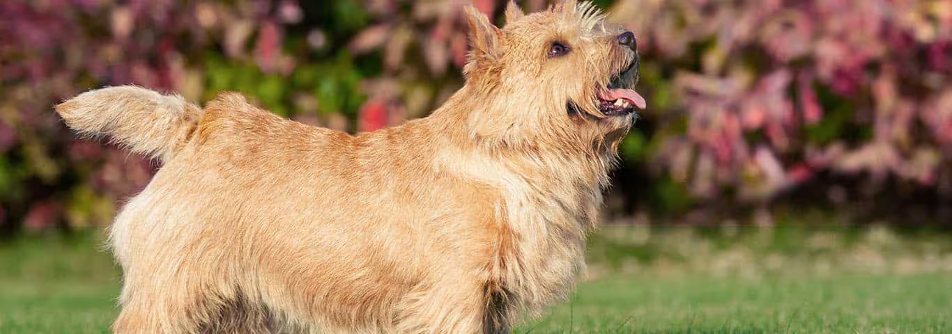 Foto de um cão Norwich Terrier