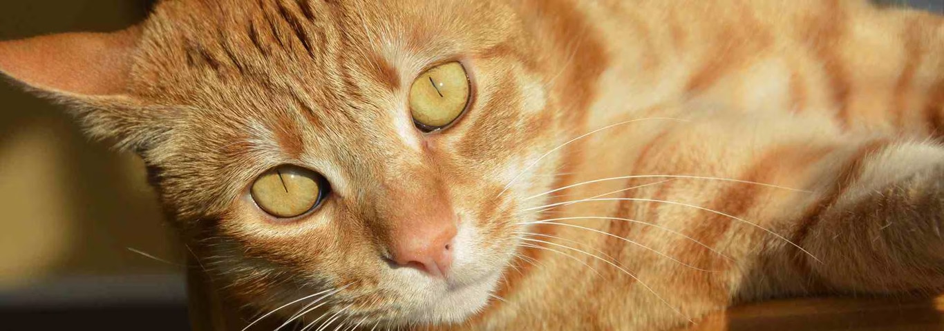 Foto de um gato americano de pelo curto