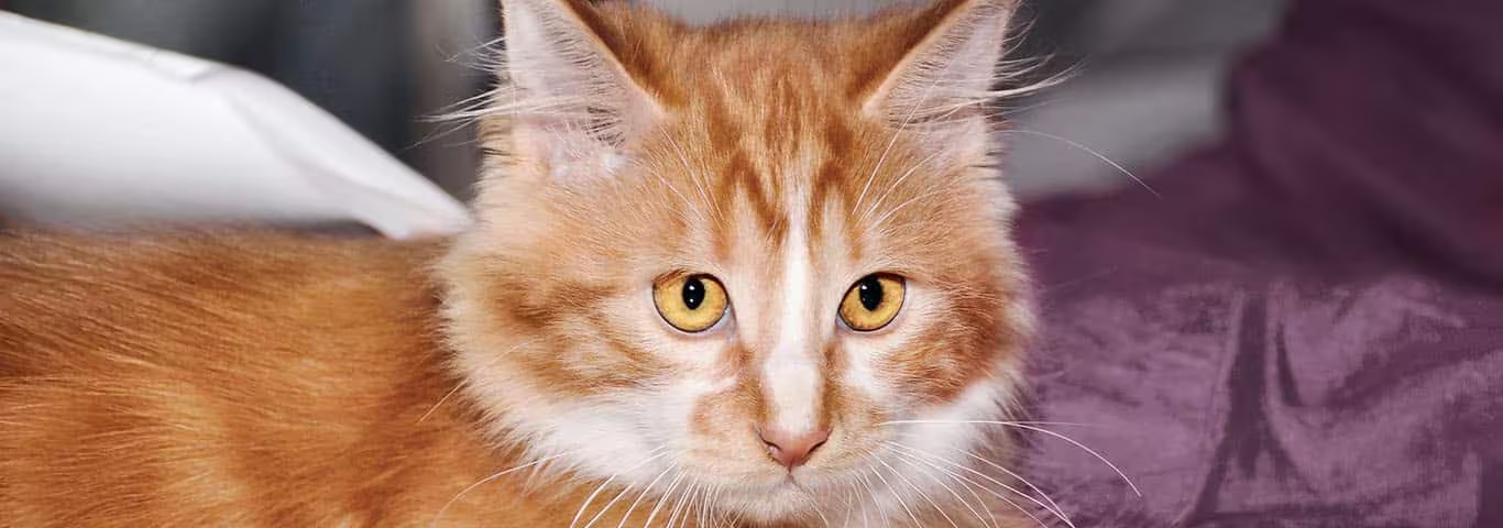 Foto de um gato Cymric