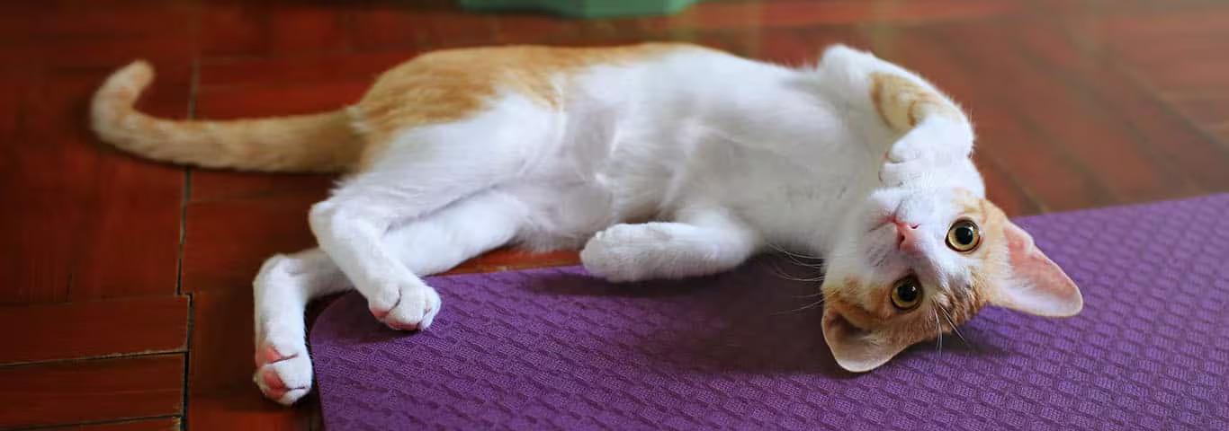 Foto de um gato Colorpoint Shorthair