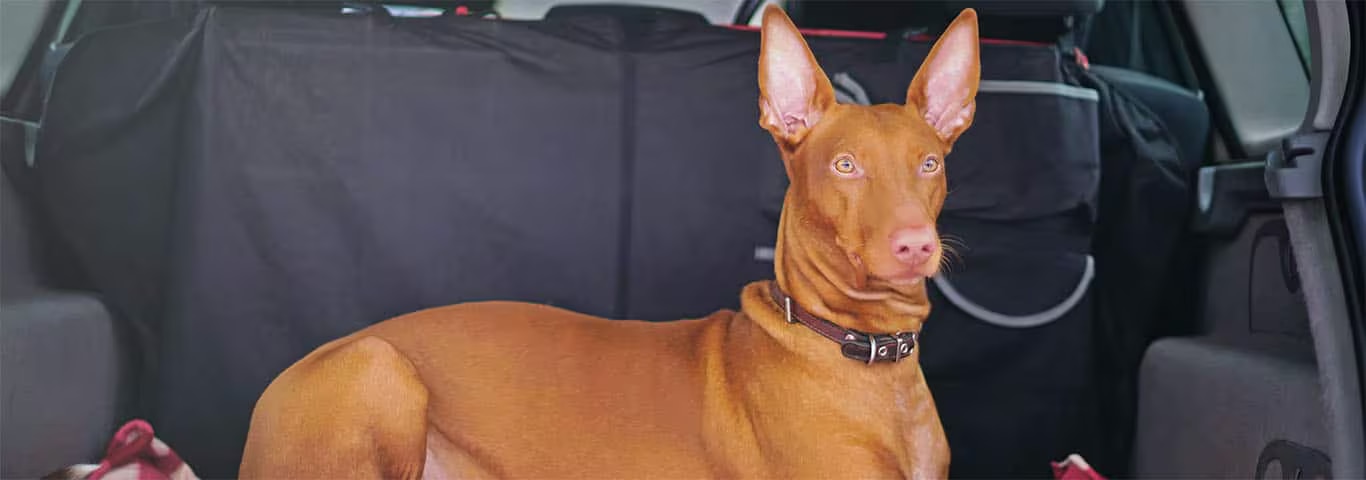 Foto de um cão faraó