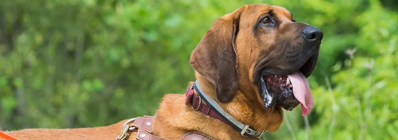 Foto de um cão Bloodhound