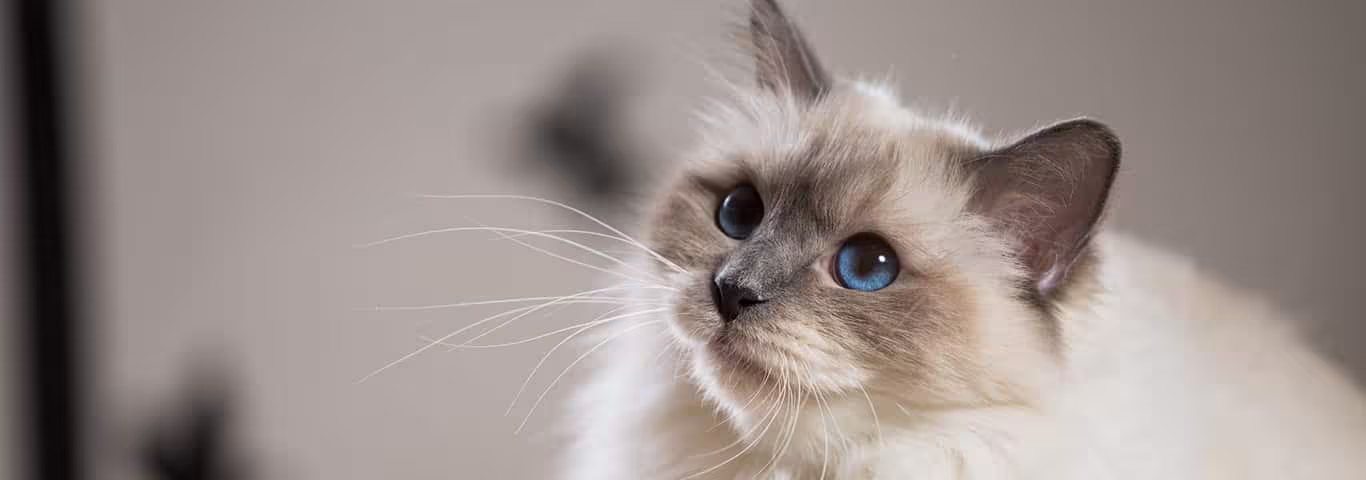 Foto de um gato birmanês