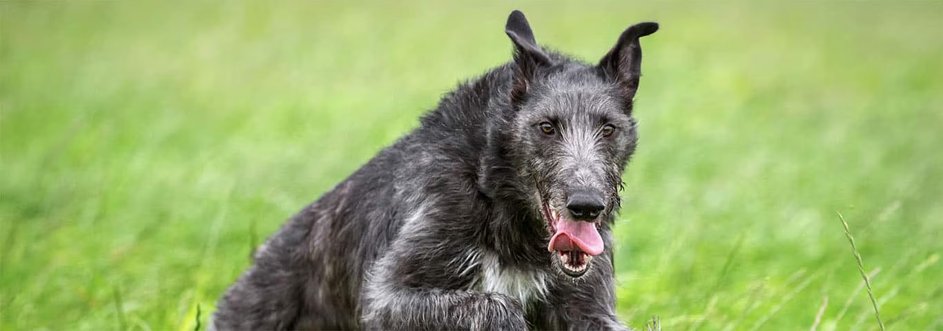 Foto de um cão Scottish Deerhound