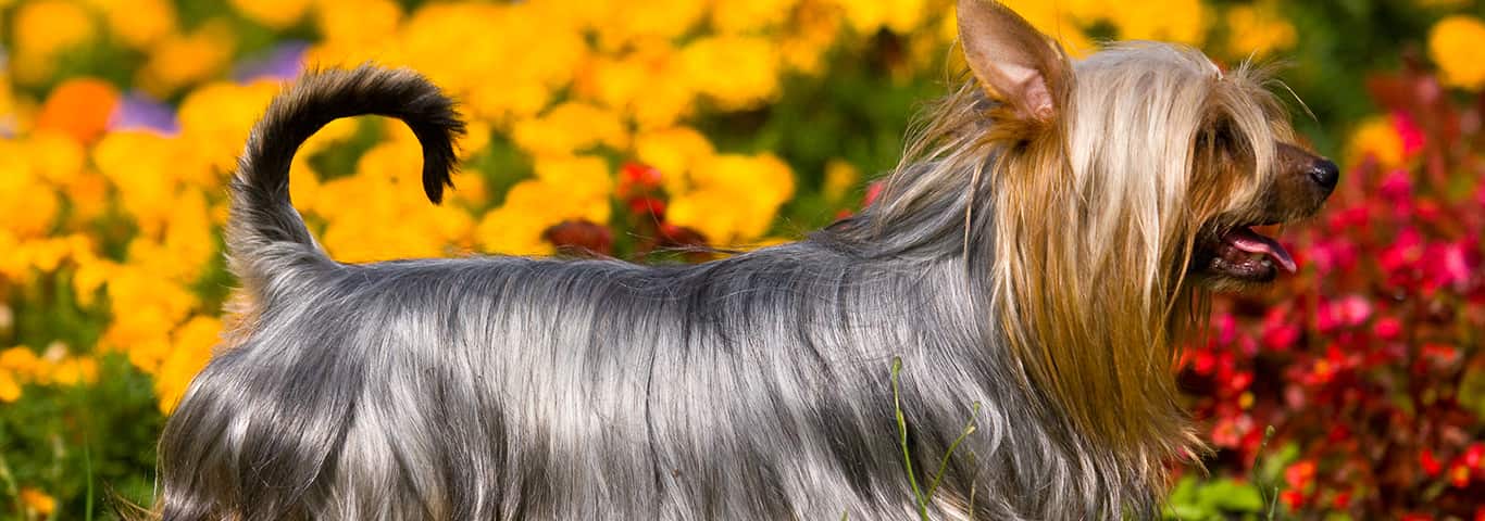 Foto de um cão Silky Terrier