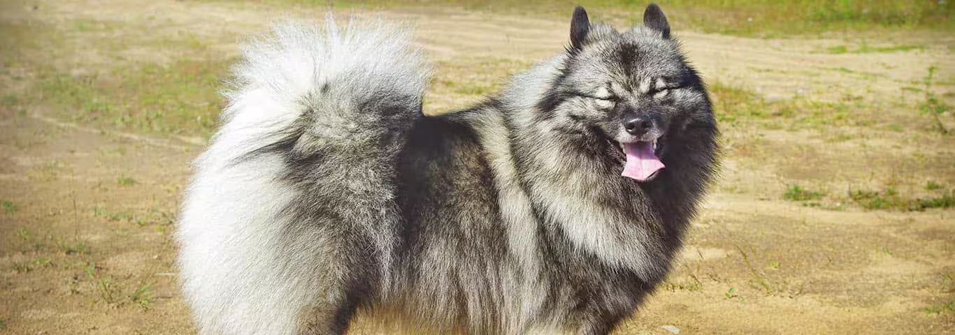 Foto de um cão Keeshond
