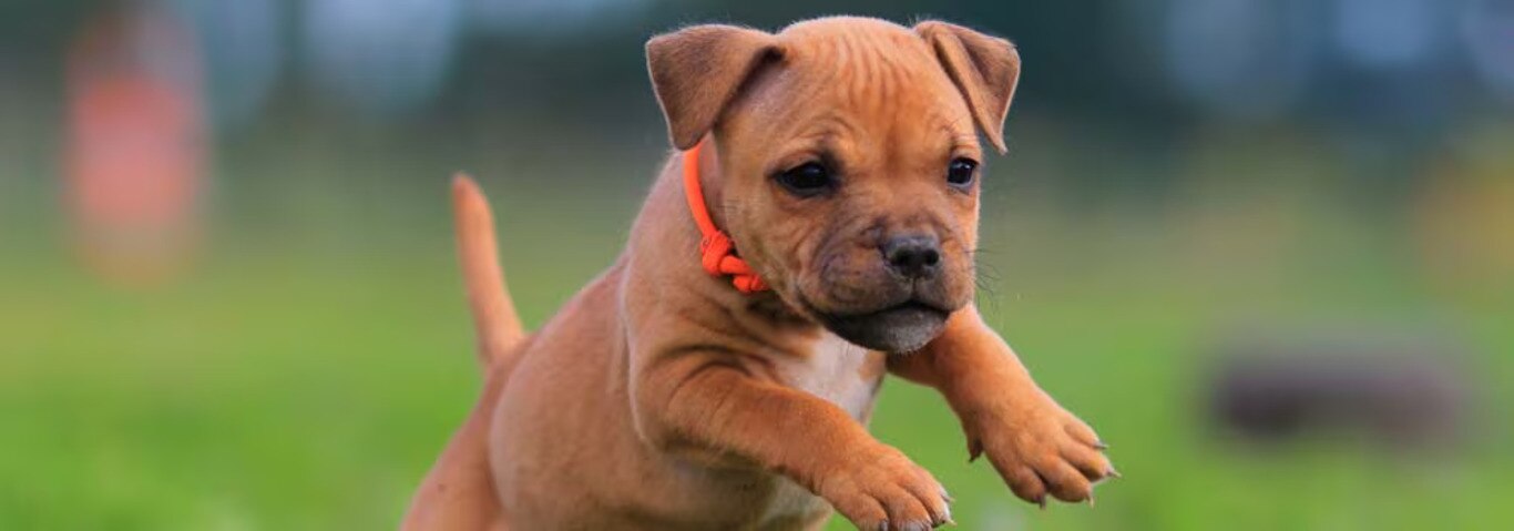 Foto de um cão Staffordshire Bull Terrier