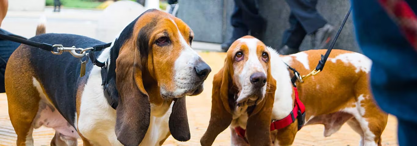 Foto de um cão Basset Hound
