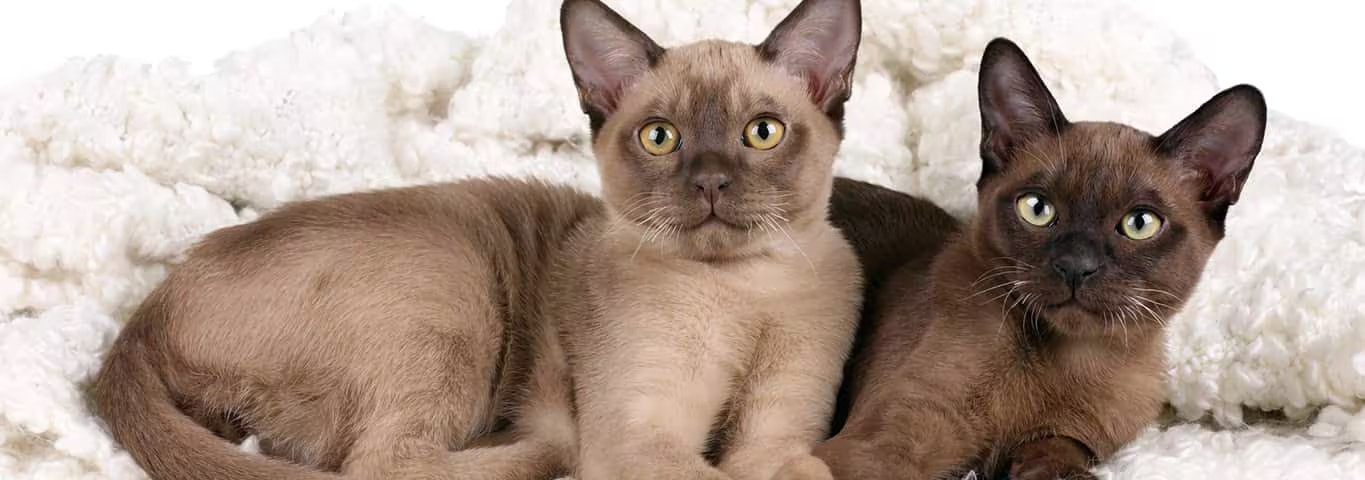 Foto de um gato birmanês