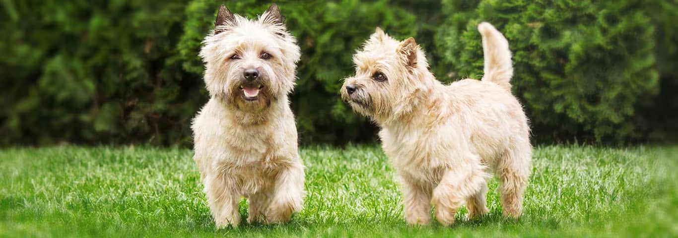 Foto de um cão Cairn Terrier