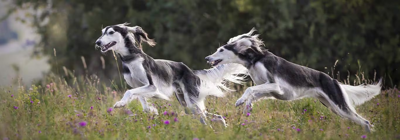 Foto de um cão Saluki