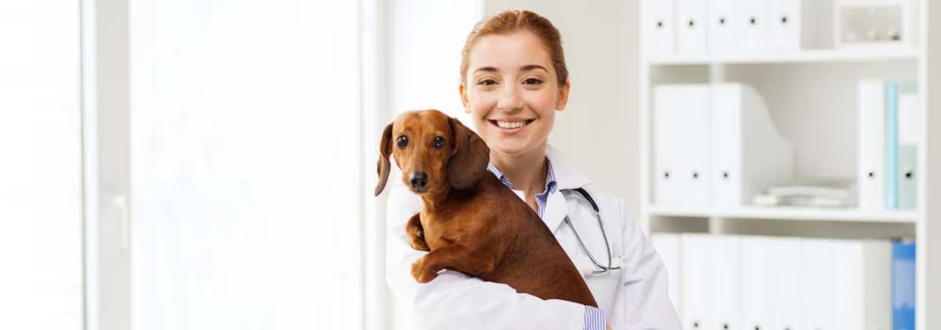 Foto de um cão Dachshund