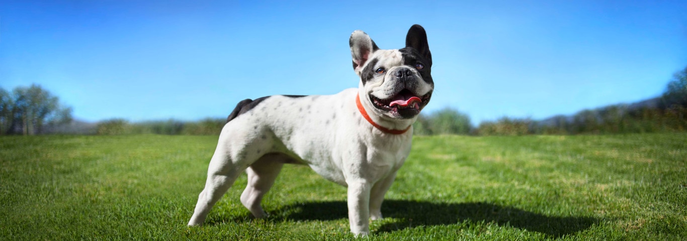 Foto de um cachorro Bulldog Francês