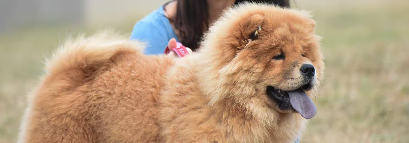Foto de um cão Chow Chow