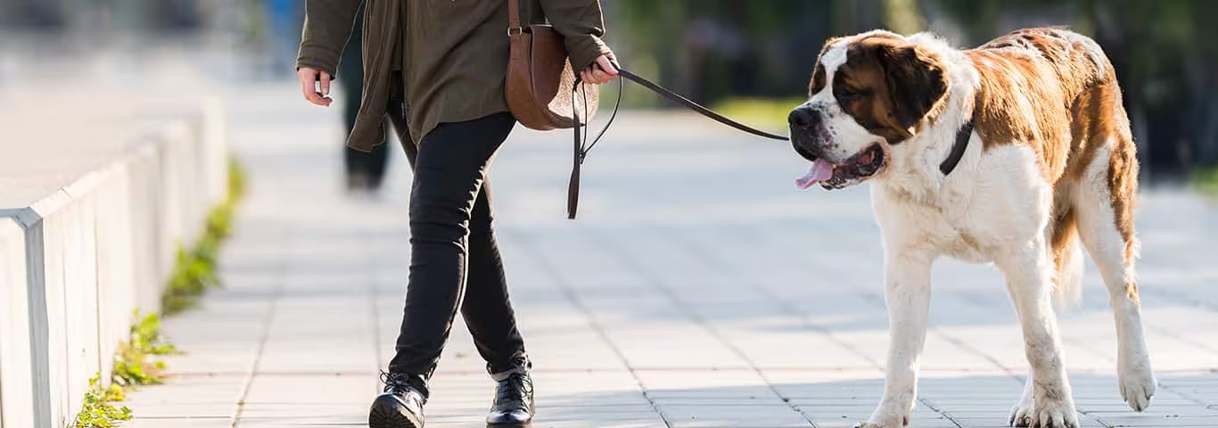 Foto de um cão São Bernardo