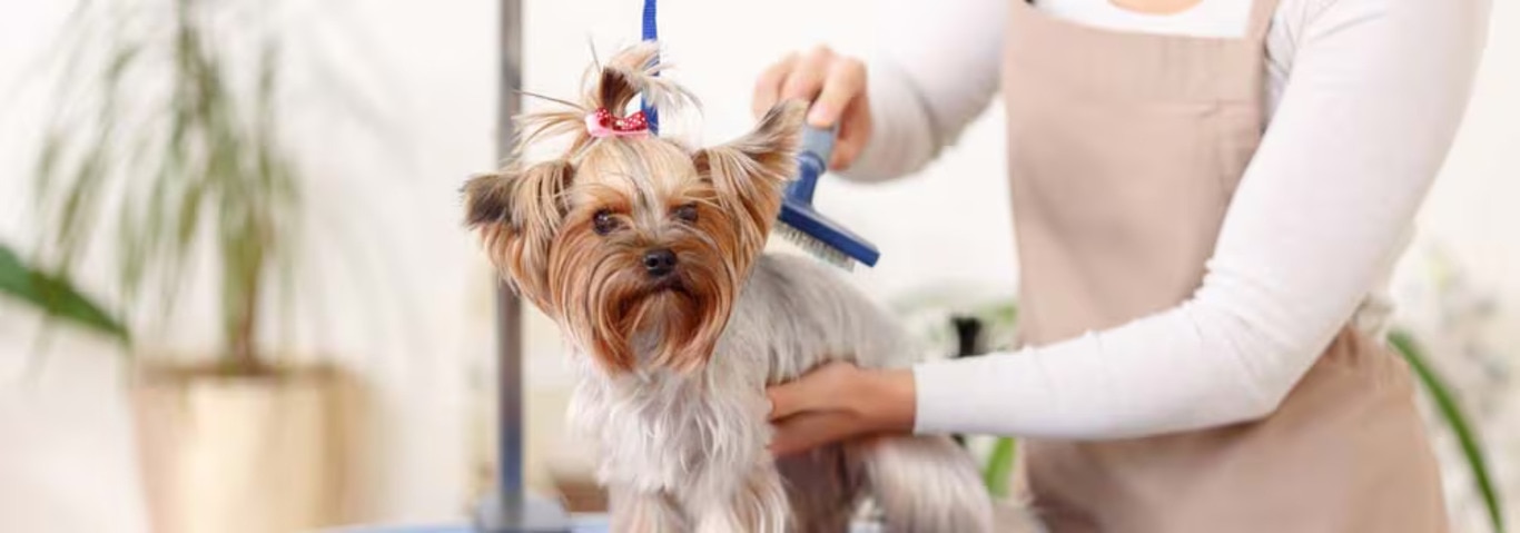 Foto de um cão Yorkshire Terrier