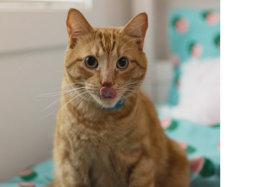 um gato marrom