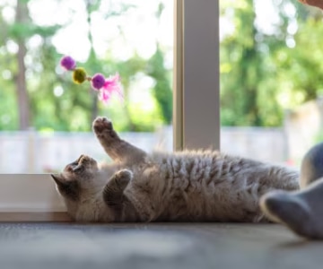 Um gato cinza deitado ao lado de uma janela olhando para um brinquedo