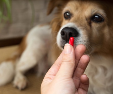 Cão prestes a tomar um remédio da mão de uma pessoa