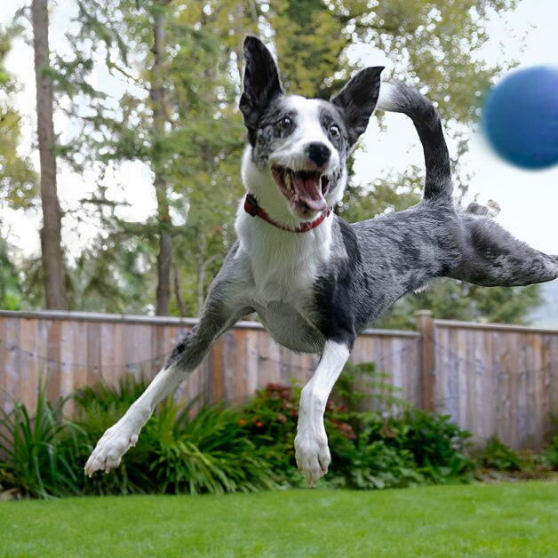 Um Border Collie preto e branco salta alto no ar