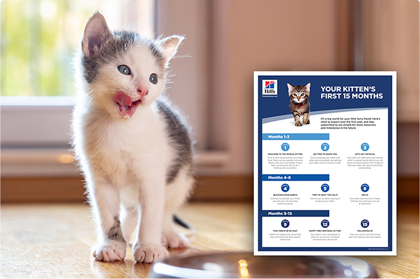 A grey and white kitten and an informational guide form_PT
