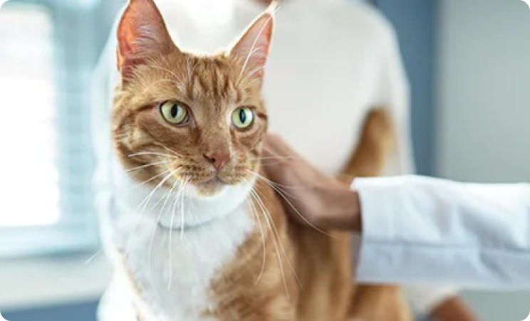 An orange and white kitten In Veterinary Clinic_PT