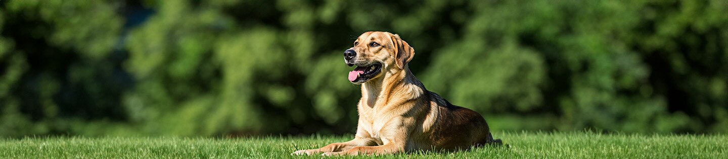 melhor ração para cães Hill’s Pet Brasil