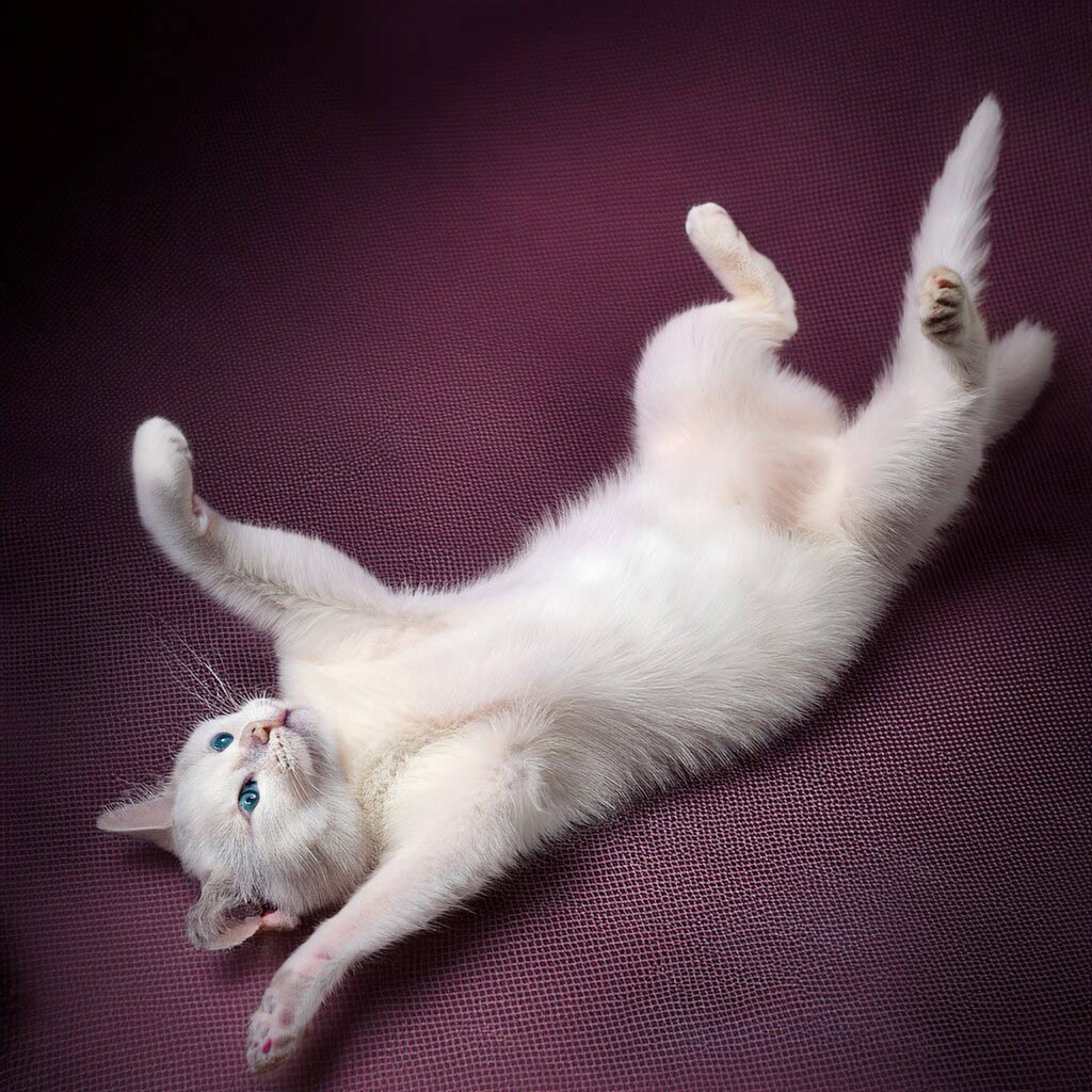 Prisão de ventre em gatos Hill’s Pet Brasil